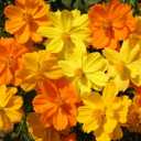 Cosmos Bipinnatus Seeds Mix – 299pcs Bright Blooms Vibrant Annual Flowers – Ideal for Home Gardens & Outdoor Decoration (EXP 12/01/26)