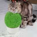 Miwoowim Catnip Feeder - Cat Face Scratcher Wall Corner Massage Comb for Indoor Cats Self Grooming Brush (Green)