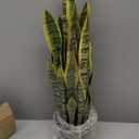 Artificial Snake Plant 26 inches Fake Sansevieria Artificial Potted Plants for Indoor and Outdoor, Home, Office Decoration (Light Green)