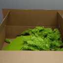 6FT Christmas Tree with Bendable Branches, Whimsical Tree Christmas Decorations Xmas Lime Green Christmas Tree with Timer Remote Control 150 LED Lights for Outdoor Yard Indoor Home