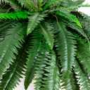 Nearly Natural 48in Artificial Boston Fern (Set of 2), Large Faux Greenery with 67 Lifelike Fronds for Indoor Wall, Shelf, and Home Office Decor