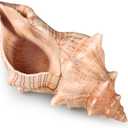 Fectzuea Giant Natural Conch Shell, Striped Fox Conch Seashell 6-7 inches, Large Sea Shell for Vase Filler