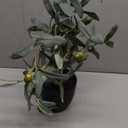 Briful Small Faux Olive Tree 18.9" Artificial Olive Plant with Black Pot Decorative Fake Olive Tree for Home Office Bathroom Table Farmhouse Dcor (1ft 3in)