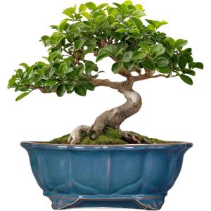 Bonsai Tree Pot - 11 Inch Ceramic Succulent Pots, Bonsai Planter for Indoor Outdoor, Decorative Plant Pot with Drainage Hole, Oval Flower Pot, Home Garden Decor, Garden Gifts, Retro Blue