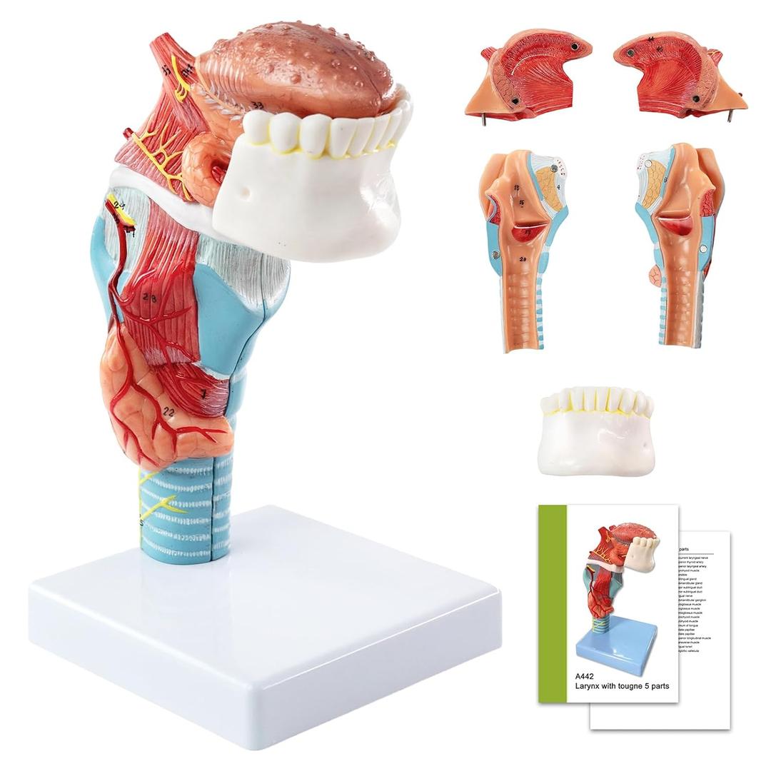 Human Laryngeal Anatomy Model, Including Tongue, Teeth, Thyroid and Laryngeal Structure Research Models, Suitable for Medical Education, Training and Research