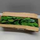 28.3" Fake Plants Branches for Vase Set of 6 Artificial Greenery Stems Spring Summer Artificial Branches for Decoration Artificial Shrubs Plants Spray Decor Indoor Table Centerpieces Office Kitchen