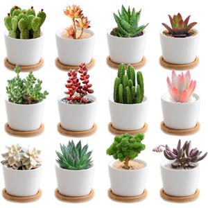 12 Pack Small Succulent Plant Pots with Bamboo Tray,2.5 Inch Mini White Ceramic Plant Pots for Succulent or Cactus, Gifts for Plant Lover, Indoor Home Garden Office Decorations