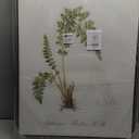 Stupell Industries Scientific Fern Study Gray Floater Framed Canvas Wall Art Design by Tina Higgins Designs, Inc., 25 x 31