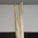 40" inch 10 Stems Natural Pampas Grass Decor Tall, pompas Grass, Tall Pampas Grass for Wedding, Party, Farmhouse, Boho Home Decor
