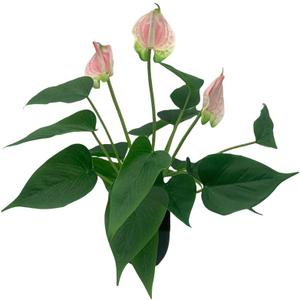 16.1'' Artificial Potted Flowers Anthurium Artificial Plant Bonsai Fake Tropical Greenery Plant,for Indoor Outside Home Garden Office Deck Porch Wedding Decorations,Pink