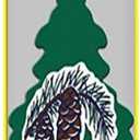 LITTLE TREES PINE 3 PACK