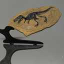 XINDAM Resin Tyrannosaurus Rex Dinosaur Fossil Statue Model Simulated Skeleton Home Office Display Decorative Craft Box Decoration (Style 5)