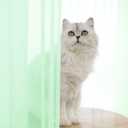 LONGTAI Window Light Green Sheer Curtains 145 Inches Long 2 Panels Sheer Curtain Basic Rod Pocket Panel for Bedroom Children Living Room Yard Kitchen