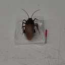 Tipmant RC Cockroach Remote Control Car Vehicle Animal Toys Electronic Realistic Fake Big Insect Bug Glowing Eyes Kids Gift