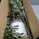7FT Olive Trees Artificial Indoor with Planter&Basket, Tall Faux Olive Tree