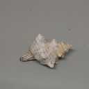 Giant Natural Conch Shell, Striped Fox Conch Seashell 6-7 inches, Large Sea Shell for Vase Filler, Air Plants, Wedding Decor Beach Theme Party