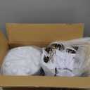 New 2005-2018 F250 F350 Chrome Center Wheel Hub Cap Set