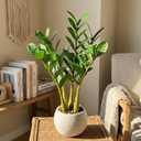 TentoWhan2Packs Faux Plants Indoor 18.9" Artificial ZZ Plants in White Pot Fake Potted Zamioculcas Silk Faux Plants for Home Table Decor Bedroom Aesthetic