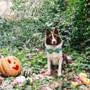 Dog Collar Autumn Pumpkin Print Pet Collar Fall Soft Cute Puppy Collar with Bow Tie Adjustable Metal Buckle Collar Gift for Medium Dogs (Medium (Pack of 1))