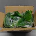 Sggvecsy Fake Hanging Plants 4 Pcs Artificial Hanging Plants Fake Ivy Vine Faux Pothos Vines Artificial Ivy Leaves Greenery Plant for Room Patio Home Indoor Outdoor Shelf Wall Garden Decor(No Baskets)