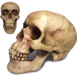 Zomhaos Resin Skull Decor, Plastic Skull Model for Home, Shrunken Head Life Size Skeleton, Simulation Skeleton Head Medical Skull Art Copy for Halloween Decor