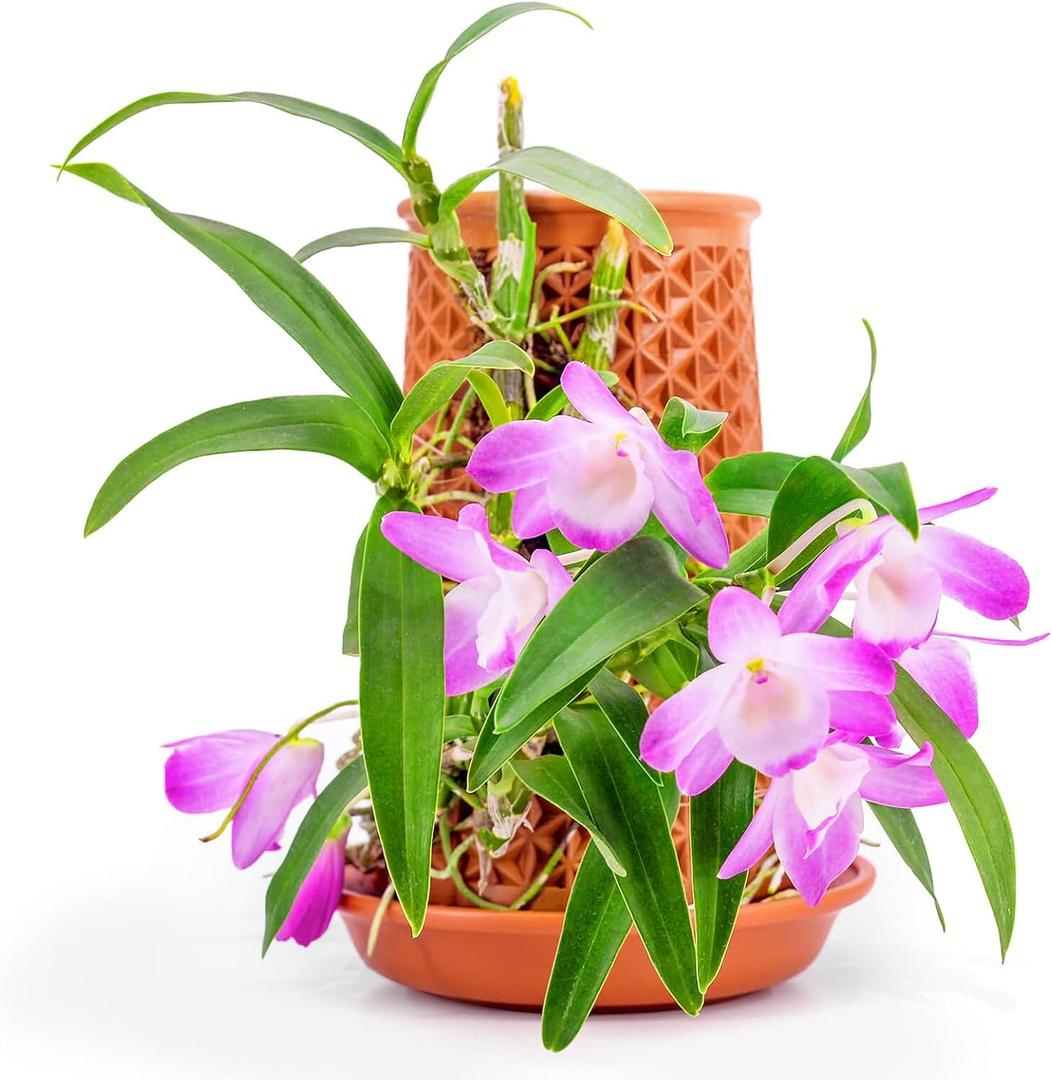 WOWMVP Plant Pots 5.7 Inch Self Watering Planters, Terracotta Pots with Drainage and Saucer, Hydroponic Clay Plant Pots Suitable for Indoor Plants, Orchid, African Violet, Flowers