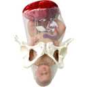 Female Childbirth Model, Midwifery Training Model Dynamic Childbirth Simulation Tool with Separable Baby and Pelvis Umbilical Cord for Gynecology Teaching