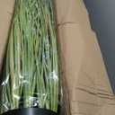 KOL Artificial 5ft 2-Pack Horsetail Reed Grass, 59in Tall Artificial Indoor Outdoor Fake Grass Plant, Home Office Decorative Artificial Plants in Pot Faux Plant Greenery, Wedding Decor