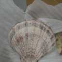 3 Pcs Large Scallop Shells 4-5 inch Natural White Scallop Shells from Sea Beach for DIY Craft Decor