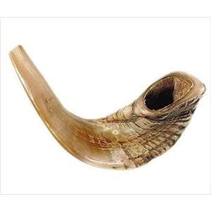 Half-Polished Original Shofar | Authentic Ram's Horn Shofar | Jewish Blowing Horn from Israel, 15"-17"