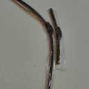 Toyota Hood Seal - 53395-06120