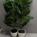 Der Rose 2 Pack 30" Artificial Fiddle Leaf Fig Tree, Mid-Size Realistic Plants Indoor & Outdoor Fake Plants for Apartment Home Living Room Office Decor (30" Without LED Lights)