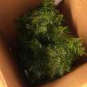 Goplus 4ft Pre-Lit Christmas Tree for Entrances, Set of 2 Artificial Potted Xmas Tree with 100 LED Lights, Timer, 3 Lighting Modes, 160 Branch Tips, Antique Urn Base, Porch Holiday Decor