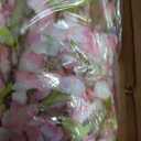 Warmplants Artificial Cherry Blossom Tree 6ft Sakura with White Planter