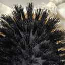 100% Boar Bristle Hair Brush for Women Set by Belula (L Size). Soft Natural Bristles for Thin and Fine Hair. Wooden Comb, Travel Bag and Spa Headband Included!