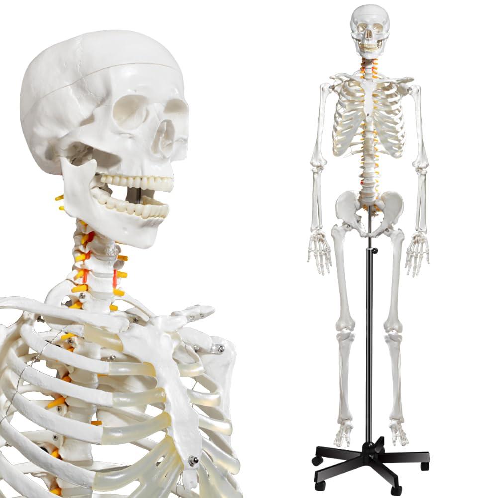 breesky Human Skeleton Model for Anatomy- Life Size Medical Human Skeleton Model with Nervous System 70.8 in with Rolling Stand for Medical Study and Display 3 Posters