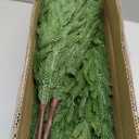 3FT Artificial Norfolk Pine Trees with Real Touch Leaves, 2 Pack