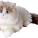 Chongker Stuffed Animals Plush - Realistic Animals Plush Toy, Lifelike Toy, Ragdoll Cat