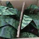 Artificial Sansevieria Plant Fake Snake Plant in Plastic Pot, 22" Tall Real Touch Fakes Plants for Home Decor Indoor, Lifelike Succulent Like Plant for Office Bedroom Living Room-Green