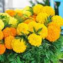 2 x Seeds Marigolds Sugar Mix Tagetes Annual Flowers for Planting