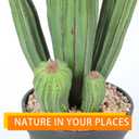 Artificial Cactus Fake Cacti 16" Faux Potted Cactus Plants for Home Store Office Decoration