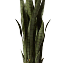 Nearly Natural, Green 4855 35in. Sansevieria with Black Planter