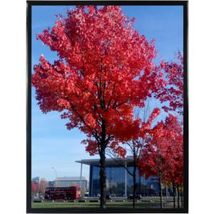 Medog 24x36 Poster Frame Black, Display Pictures 24x36 Picture Frame, Studio Gallery Frame, Wall Schools Colleges Sign Frame, 1 Pack