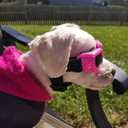 PETLESO Small Dog Sunglasses, Adjustable Foam Frame Dog Goggles for Small Breeds, Pink, UV Protection, Outdoor Riding Driving, S Size
