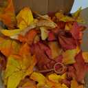 DearHouse 2 Pack Fall Maple Leaf Garland - 5.9Ft/Piece Hanging Vine Artificial Autumn Foliage for Thanksgiving, Home, Wedding, Fireplace, Party, Christmas Decor (Light Orange)