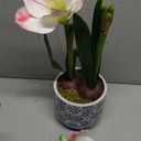 Briful Amaryllis Artificial Flowers in Blue Ceramic Pot 18.1" Faux Pink Amaryllis Flower Arrangement with Decorative Bulbs Moss for Home Office Bathroom Table Dcor