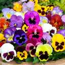 8 x 100+ Seeds Viola Swiss Giant Mix - Flower Multicolor