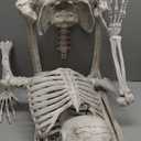 JOYIN 5.6 FT Halloween Posable Life Size Skeleton Full Body Realistic Bones with Movable Joints for Halloween Indoor and Outdoor Decoration Props Spooky Scene Party Decorations (White)