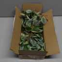 DILATATA Fake Hanging Plants Artificial Hanging Plants 92 Leaves Faux Peperomia Hanging Leaves Plants for Wall Shelf Home Indoor Outdoor Decor - 2 Pack