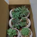 Der Rose Set of 6 Succulents Plants Artificial in Pots Small Fake Plants for Bedroom Aesthetic Living Room Shelf Bathroom Decor Office Desk Accessories